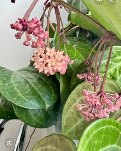 4” Hoya Sarawak ( first pic is example )