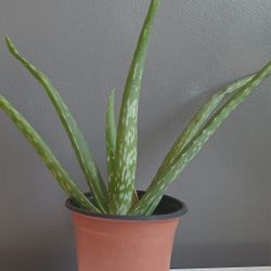 Organic Aloe Vera Plant