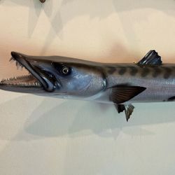 Barracuda Taxidermy 