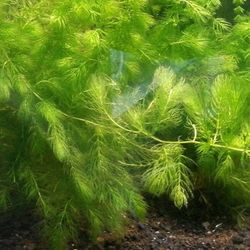 Hornworts aquatic plants