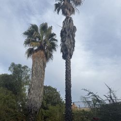 Palmas