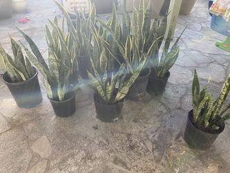 Snake Plants 