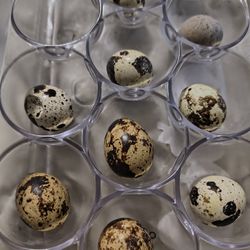 Quail eggs