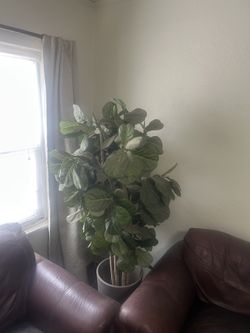 IKEA Fake Faux Tree Plant