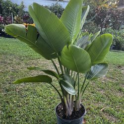 BIRD OF PARADISE PLANT Triple ( 7 gallon pot ) Bold, Elegant