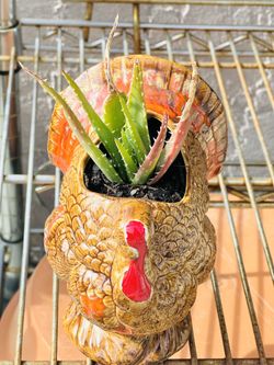 Aloe Vera Plants.. 5