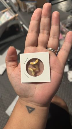 Authentic shark teeth fossils