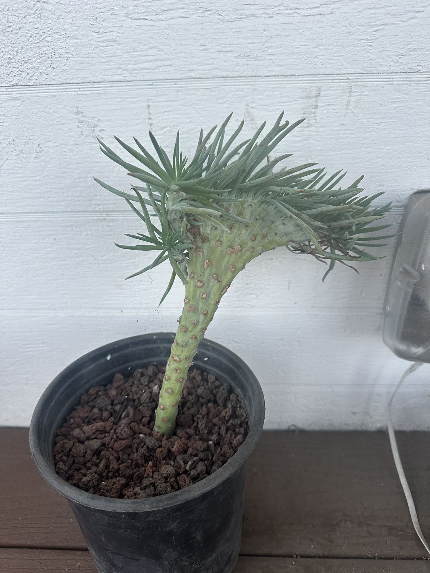 Rare Mermaid Tail Succulent (Senecio)