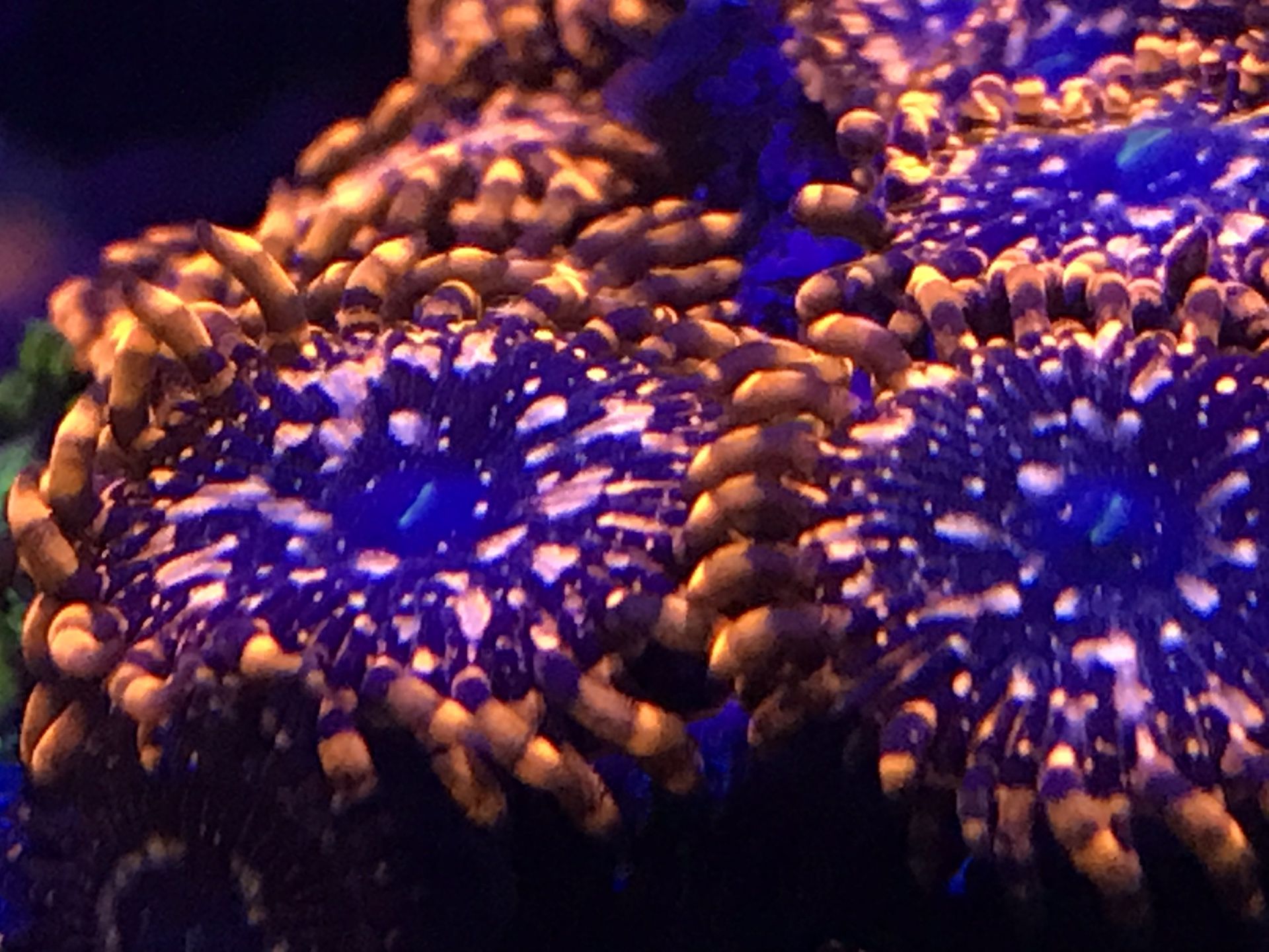 Utter Chaos Zoanthid 2 Polyp live Coral Frag