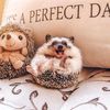 Darcie