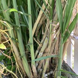 Sugar Cane 1$/pound