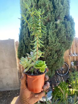 Succulents