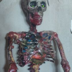 3ft Bloody Skeleton $100  18" Skeleton $50