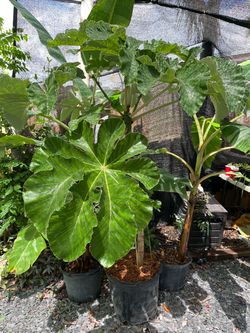 Cecropia “gummy worm fruit” air layer tree