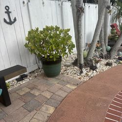 Clusia guttifera (pitch apple)