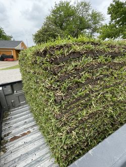 Grass St Saguaros Pieces 3.50