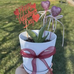 Snake Plant Valentines Day Gift 