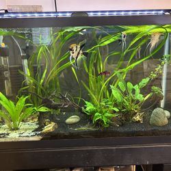 29 Gallon With Stand Everything Included