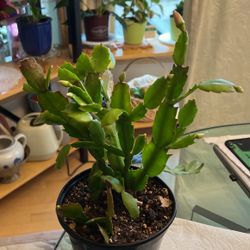 Pink Thanksgiving Cactus