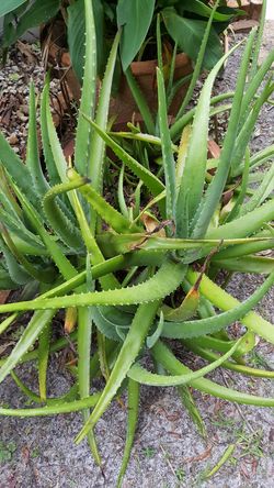 Aloe plants