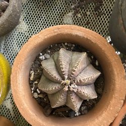 Free Euphorbia