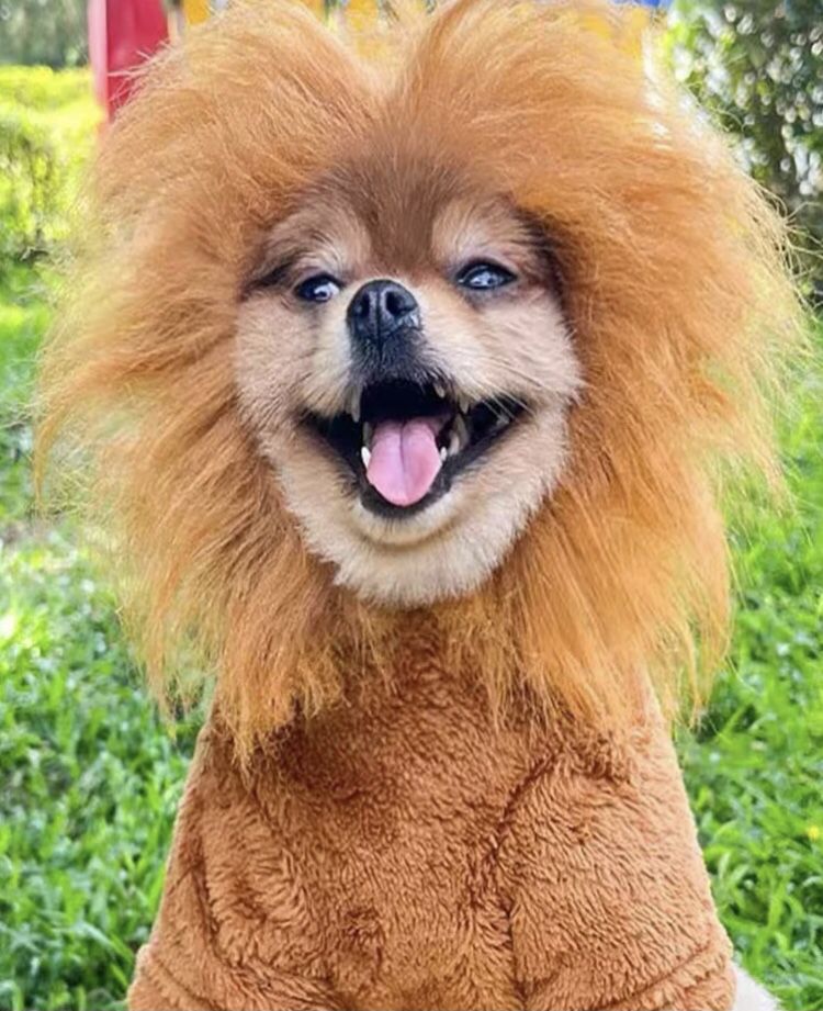 Dog Or Cat lion costume 