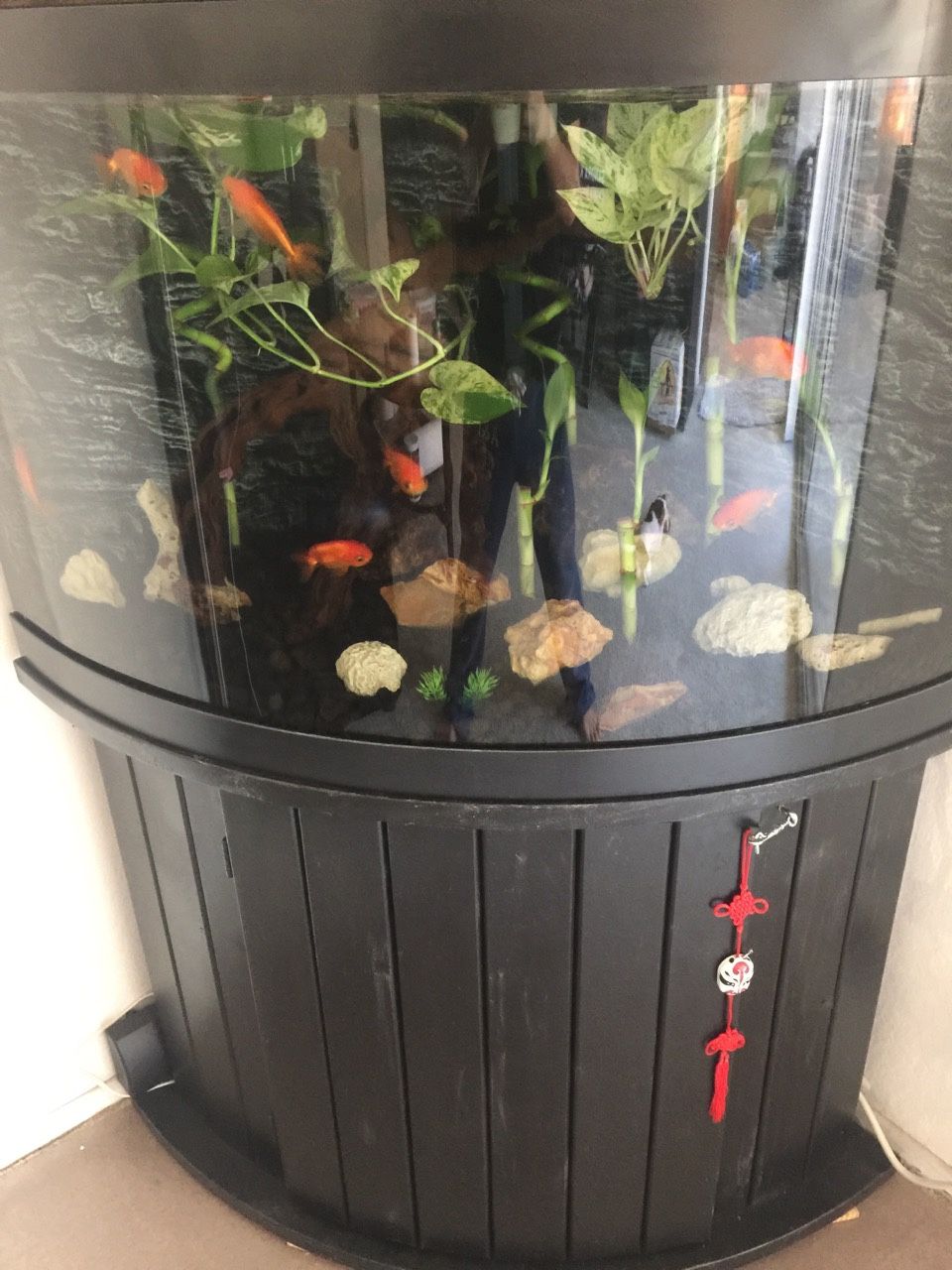 54 Gallon aquarium corner tank
