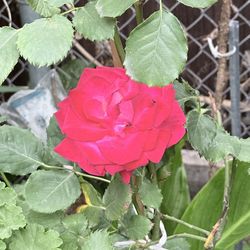 Red rose bush