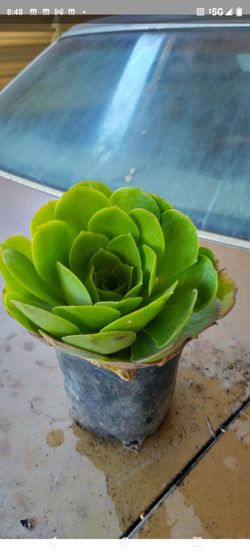 Aenium verde suculenta 1g