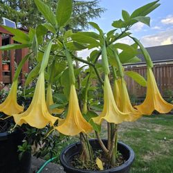 Angel 's Trumpet 