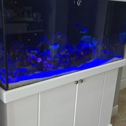 75 Galllon Salt Water Acuarium