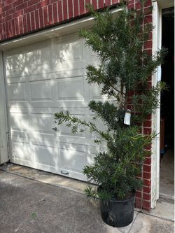 Shrubby Yew Podocarpus