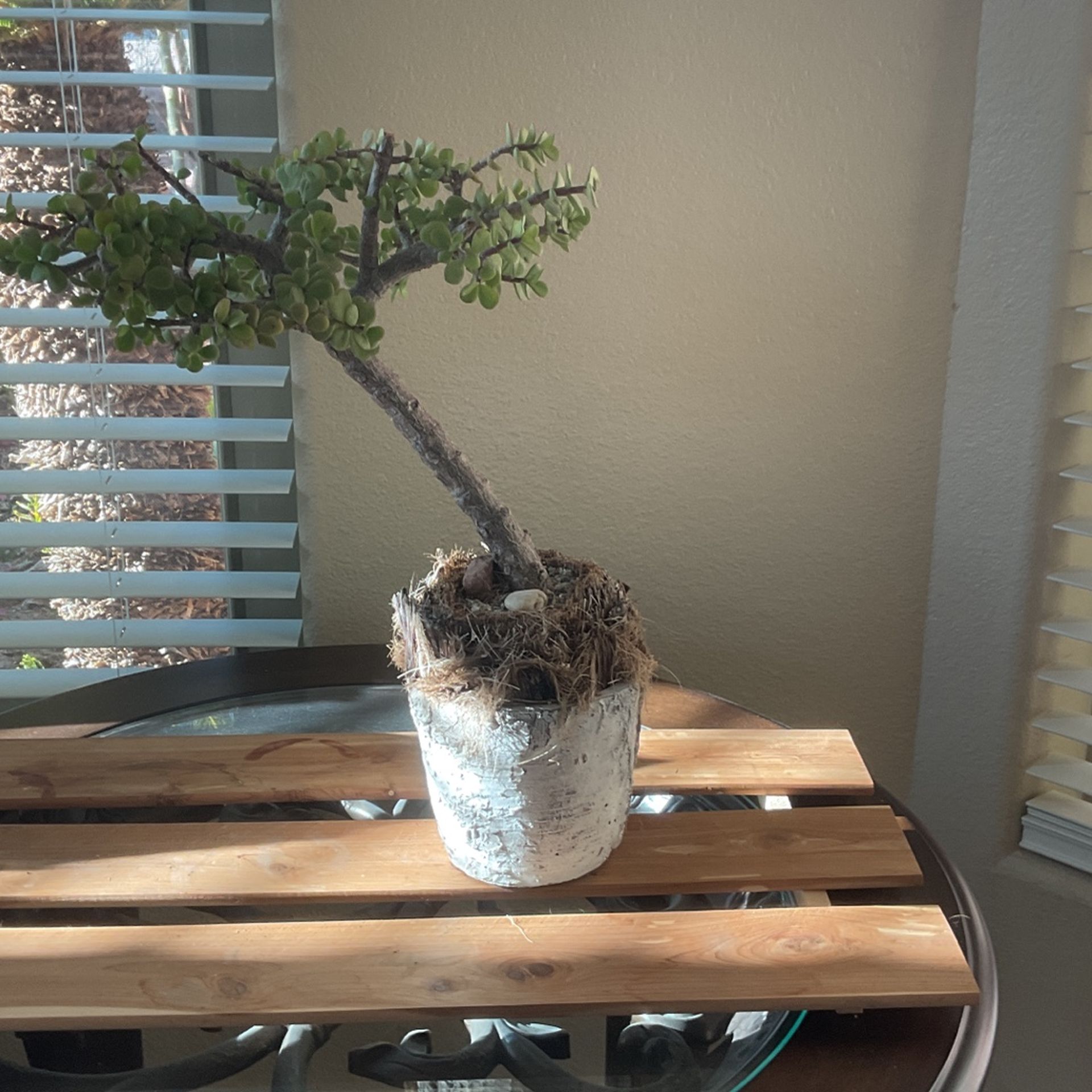 Low Water Planter