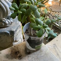 Jade Plant
