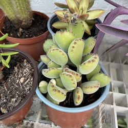 6in Pot Bear Paws Succulent 