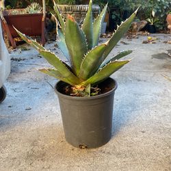 Shark Agave Succulent Potted Plant Home Decor Feng Shui