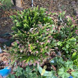 Christmas Cactus $10