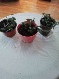 Jade Plants