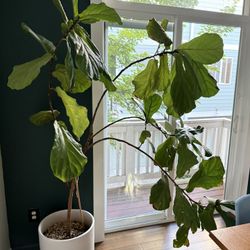 Fiddle Leaf Fig (Ficus lyrata)