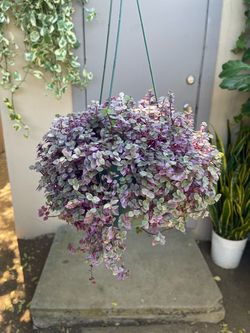 Callisia Repens Pink Panther 6” Hanging Pot