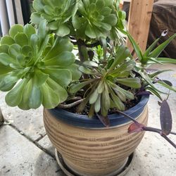 Large Beautiful Succulent Planter