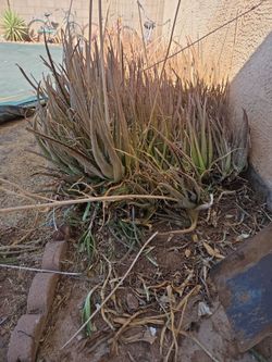 Aloe vera plants