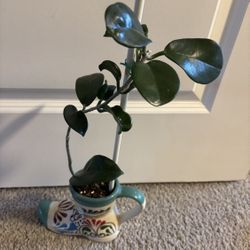 Hoya Australis In Ceramic Boot Pot