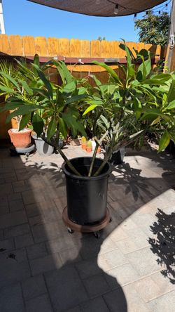 Plumeria Tree