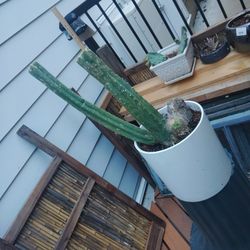 Two Cactus And Piece Of Petrified Wood