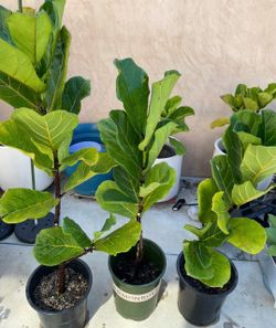 3 Beautiful Fiddle Fig Leaf 4 Foot Plants