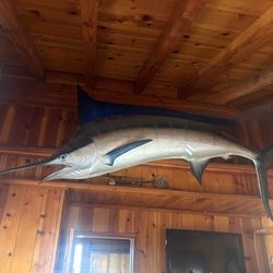 Marlin Fish