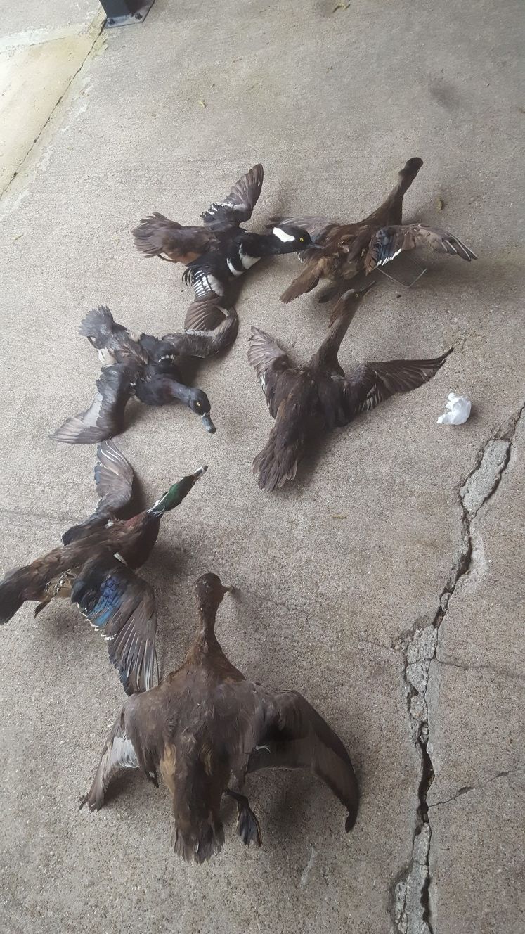 Patos disecados