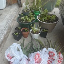 Potted Cactus - Aloe Vera & other cacti  -$5 per pot 