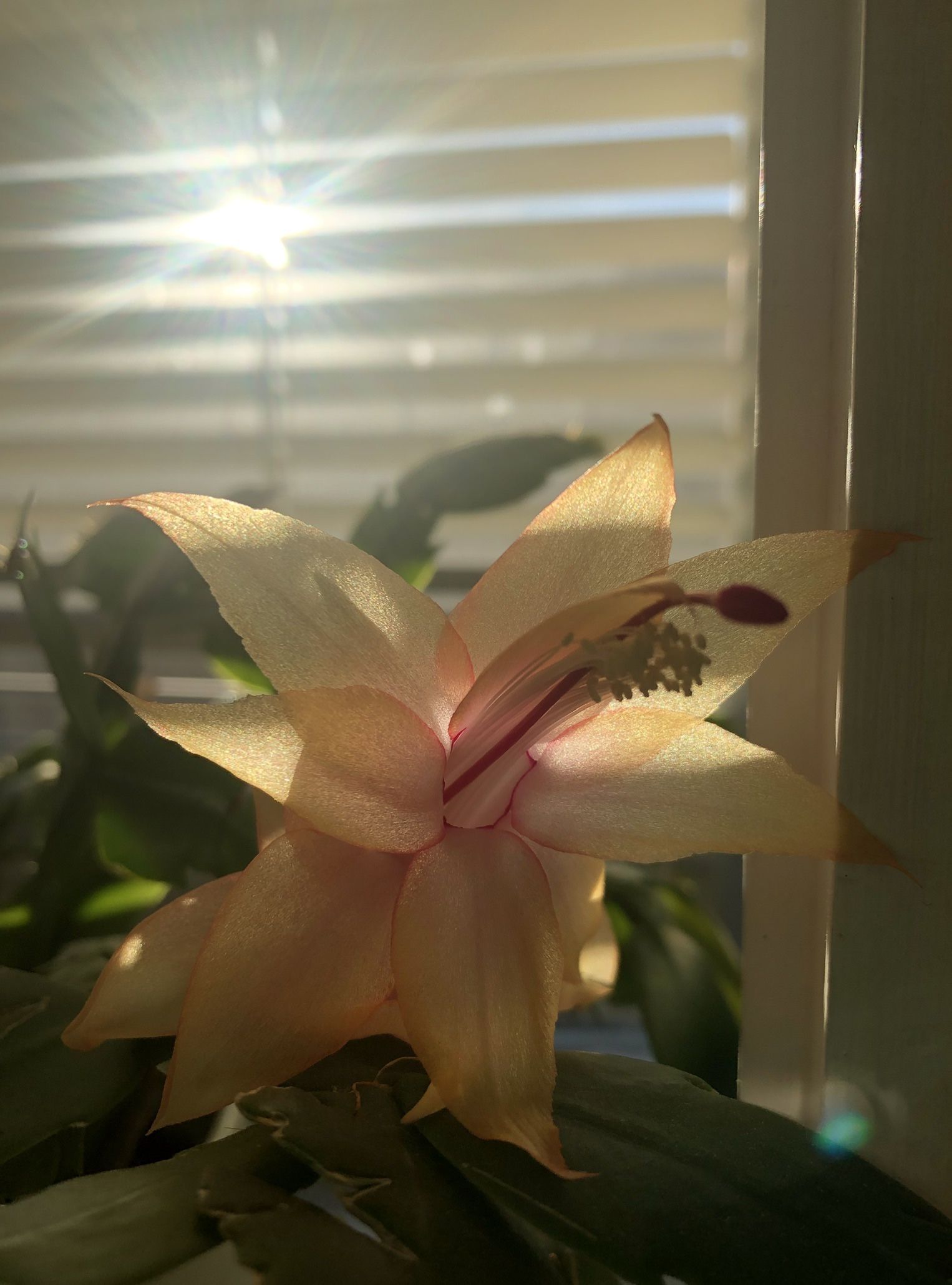 Thanksgiving Cactus - 4” Ceramic Pot